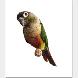 Green Cheek Conure Parrot Bird design, Love for birds Posters and Art